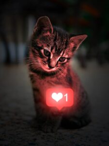 cat, kitten, heart, nature, like, social media icon, glow, tabby, pet, young cat, animal, domestic cat, feline, mammal, cute, adorable, portrait
